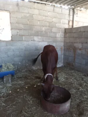 عجل سمين فل بياض وجه