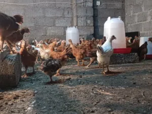 دجاج عماني وفرنسي مهجن