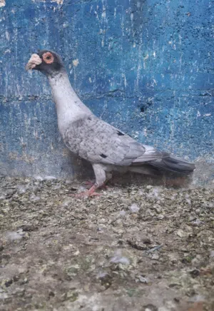 متاح ثلاث فحول طيور مطير