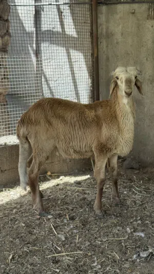 كبش سوداني سواكن اصل بدون تهجين 100%