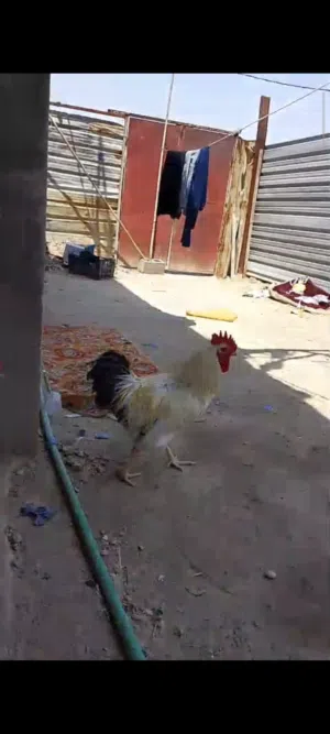 ديوجه ثنين