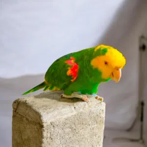 ببغاءأمازوني دبل يلو هد ماغنا