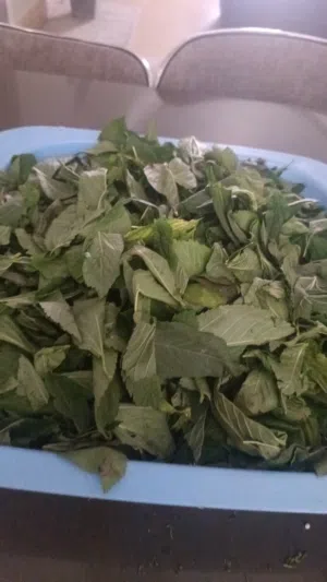 ملوخيه وورق عنب وفول وفاصوليا وسبانخ وخضار فروزن