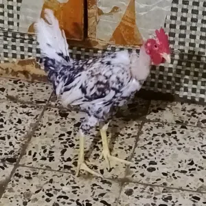 متاح ديج ابو ركيبه ورد الباكلة بورسلان لون مميز وديج حلو شرط الصحه