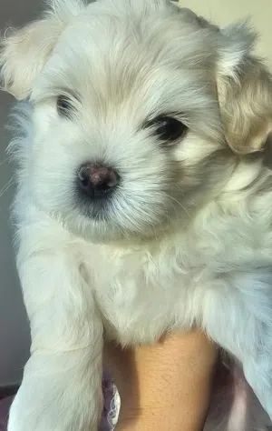 Maltese puppies جراء مالتيز بيور