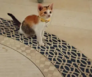 for adoption