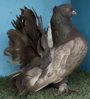 Fancy pigeons