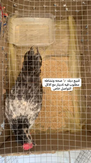 للبيع ديك نشيط