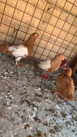 تبديل علا عصافير