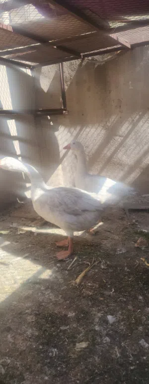 زوج وز حجم ماشاء الله تبارك الله