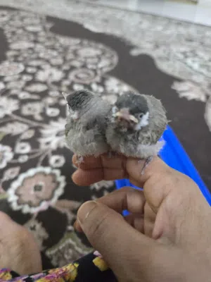 فرخ بلبل للبيع