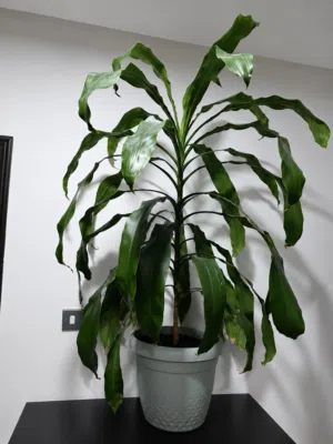 Indoor Plant for sale
