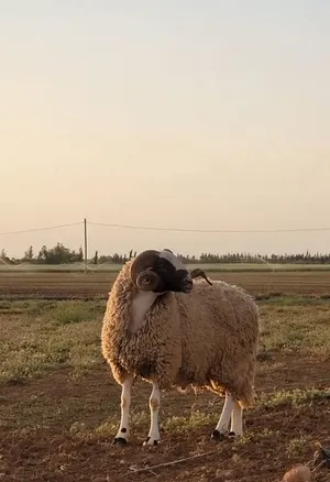 ‏غنم‏1