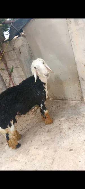 خروف نجدي نخب أول