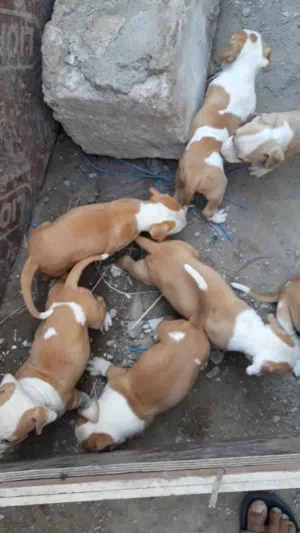 جراء بتبول نقي