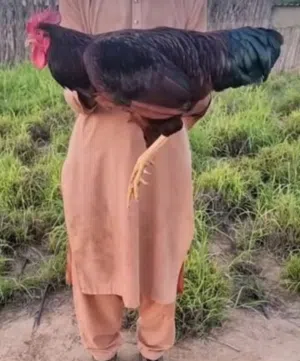 صيصان دجاج فرنسي العسلي