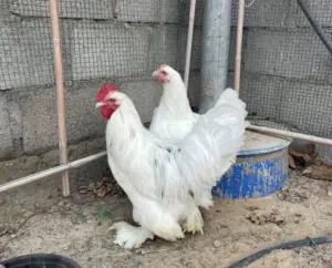 للبيع دجاج البرهما الفرنسي