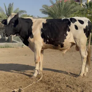 عيل نمساوي ما قالع شي.