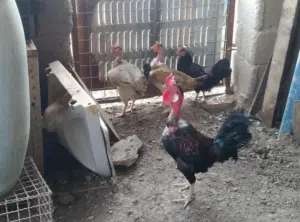 متاح 3 دجاجات ديك 1