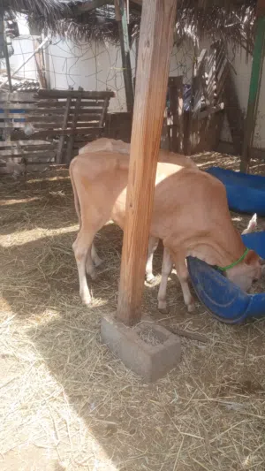 عجل و عجله عمره ستة أشهر