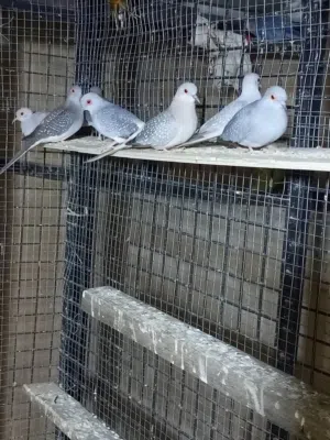 جوز ماسي للبيع