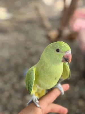 ببغاء دره اليف جدا