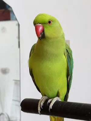 ببغاء دره ذكر