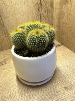 Cactus Plant with ceramic Pot