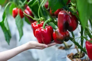 مكافحه افات الصحة العامةوالنظافه ودعم فنى وارشاد زراعى .ونظافه خزانات المياه دبى والشارقه