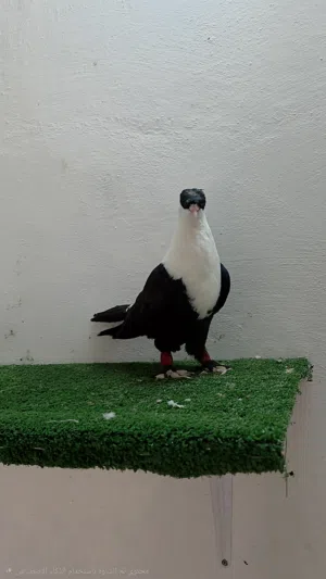 جوز شخاشلة نخب اول