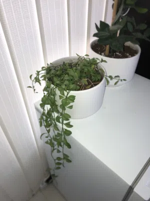 نبتة داخلية