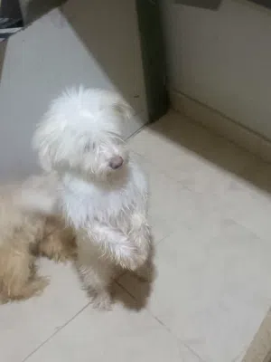 كلبة وجروها للتبني برسوم