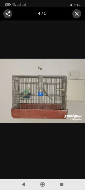 عصافير بقى للبيع انجليزيات يفرخ وربي يبارك