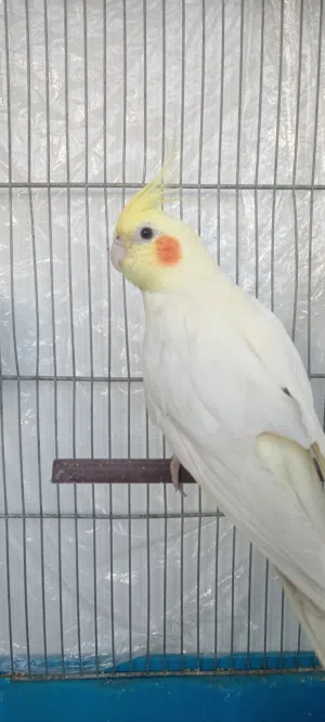 كوكتيل للبيع 6حبات اليفات وبياضات ومعهم مطير كبير مفصل