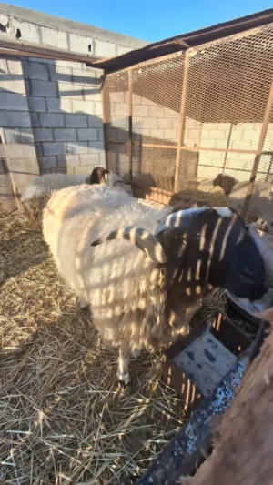 خروف وطني فحل مضمون