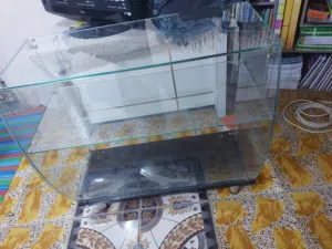 فاترينا جام بـ30 الف