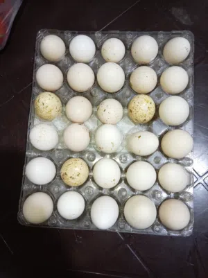 متوفر بيض مائده و مخصب للانتاج، دجاج بلدي ودجاج ابو رقيبه