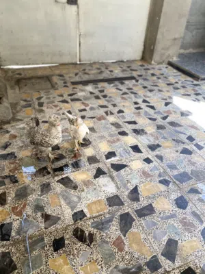 سلام عليكم دجاج بالون للبيع