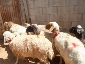 عقيقه ذبيحه نذر فدو عنز بلدي سن نظيف