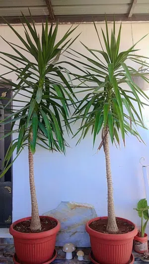 شجره زينه خارجيه