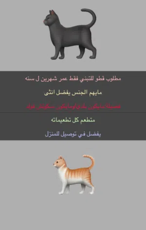 مطلوب قطة للتبني يفضل شكلها حلو وعمرها لايقل عن سنه ومطعمه جميع تطعيمات