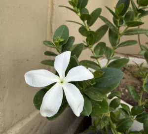 Heba 