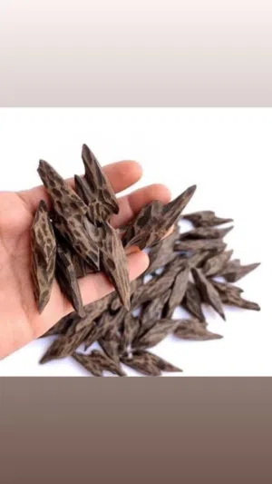 عرض عود تايقر