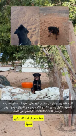 روت وايلر