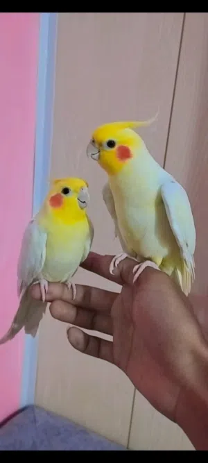 أقره الوصف زوج كوكتيلات اليفات لمراوس