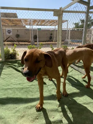 كلاب ريدج باك فصيلة نادرة جداً مجموعة للبيع بسعر مغري مدربين تدريبات طاعة أساسية