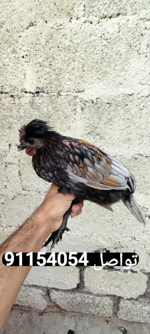 ديك دجاج حباحب كويتي