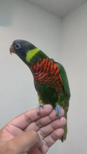 Rainbow lory fully hand tamed