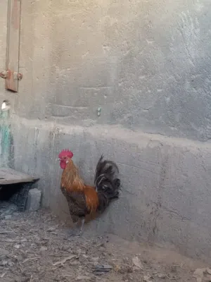 دجاجه وديج عرب تربيه بيت