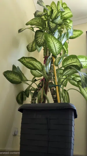 Massive 9ft Tall Healthy Dieffenbachia(Dumb Cane) Indoor Plant with Pot